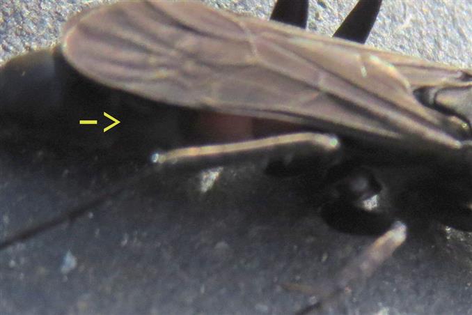 Pompilidae:  cfr. Anoplius sp.
